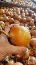 Cebula żółta i czerwona, pakowane zgodnie z zamówieniem. Ilości paletowe , samochodowe  
