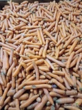 Sprzedam ładne myte odpady z marchwi luzem w skrzyniach. Na stanie ok 2t. Cena 30gr