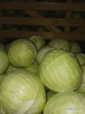 Sprzedam gotowe do załadunku 24 tony białej kapusty jakości maketowa kaliber 2 -4 kg 