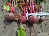 Sprzedam buraczki czerwone towar handlowy kaliber 6 -9