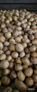 Sprzedam ziemniaki odsortowe, myte, w skrzyniopaletach.