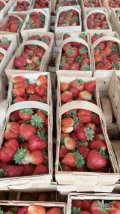 Sprzedam świeżo rwania truskawke odm. Marmolada około 300 szt. Serdecznie zapraszam