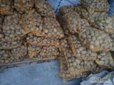 Sprzedam ziemniaki Riviera 30-55 pierwszy rok po rozmnożenia oraz 55+ około 4.5 tony
