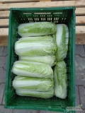 Sprzedam kapustę pękińska z chłodni 0,6-1,8kg  czysta ,zdrowa. Około 10-11 sztuk na 10 kg.