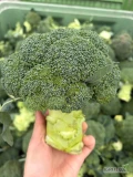 Sprzedam brokuł 500+, ładnie zbity, zdrowy czysty towar, duże ilości, cięty pod zamówienie, więcej informacji pod nr tel