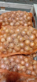 Sprzedam cebule gruba i drobna odmiana rijnsburger. Pakowana w worki 15kg. Więcej informacji pod numerem telefonu .
