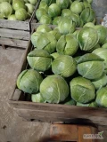 Sprzedam kapustę biała Zenon 1-4 kg czysta bez robaka 