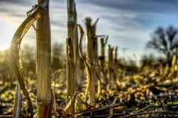 PZPRZ: GAEC 6 niezgodna z Integrowaną Produkcją. Dla kogo punkty karne?