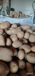 Sprzedam ziemniak jadalny odmiany Melody kaliber 50+ w big-bagu z jasnej ziemi ilości tirowe. 