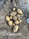 Witam sprzedam ziemniaki jadalne 
