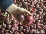 sprzedam cebule czerwona kaliber 4-8 nie fazor , certyfikat GG 