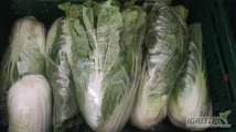 Sprzedam kapustę pekińska, 8/13 sztuk na 10kg 