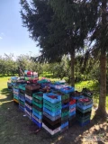 Sprzedam wiśnie na tłoczenie lub mrożenie po zbiorze mechanicznym około 10 -20 ton cena do uzgodnienia płatność gotówką lub szybki...