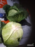 Sprzedam kapustę włoską waga od 1,30 do 2,5 kg cena do ustalenia waga lub sztuki