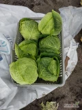 Sprzedam małe i duże ilości kapusty włoskiej bez liści bocznych. Uszykowaną pod zamówienie klienta. Waga 1.5-3 kg główka. 