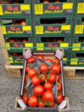Pomidor 5 kg gałązka Holandia - świeża dostawa Katowice
