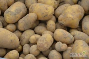 Kupię ziemniaki, odmiany chipsowe, na export. Opakowanie big bag. Większe ilości.