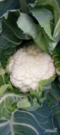 Sprzedam pięknego i dużego kalafiora. Ilości paletowe. Więcej informacji telefonicznie. 