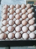 Sprzedam jajka kremowe od młodej kury waga 50-53 gramy, kury karmione zbożem i kukurydzą z gospodarstwa, kupujesz bezpośrednio od...