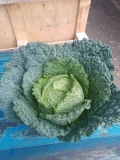 Sprzedam kapustę włoską waga 1,5-3kg.
