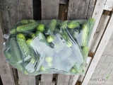 Sprzedam ogórki marketowe Worek 10 kg duze ilości zapraszam do kontaktu 