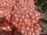Sprzedam cebulę z siewu wiosennego odmiana Medusa  worek 15 kg ,big bag, lub luz cebula po obcinarce podana cena za big bag cena za worek...