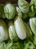 Sprzedam kapustę pekińska do 0.60.wiecwj info pod numerem 695031930