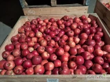 Sprzedam 176 skrzynipalet golden delicious, 130 rwane z dolu zielone jędrność 7, 46 rwane z gór jedrność 4-4,5. 20 skrzyniopalet gali...