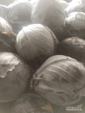 Sprzedam kapustę czerwona 1-3 kg ok 10 t opakowanie do uzg ok Proszowic 