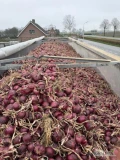 Cebula CZERWONA NA WOREK I DO OBIERANIA, 60%-65%6+ Ilości tirowe, import, dostawa do klienta w całej Polsce. Co tydzień nowe oferty do...