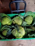 Sprzedam kapustę włoską 1-2kg w liściu, około 3t
