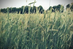 Żyto jare czy ozime? Złoty środek – przewódkowe