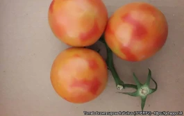 Nowe wymagania UE dla rozsady i nasion pomidora i papryki