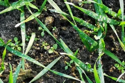 IOR: szykujmy się do odchwaszczania zbóż