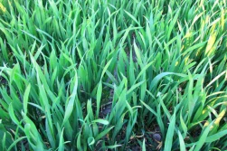 Dokrzewianie pszenicy ozimej