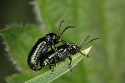 Uważaj: skrzypionki ruszyły na żer