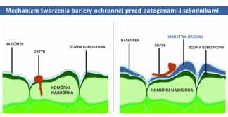 Krzem - strażnik odporności roślin