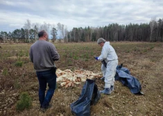 Padłe kury  wyrzucone do lasu zakażone były ptasią grypą