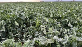 Rzepak. Przygotowanie do kwitnienia po przymrozkach