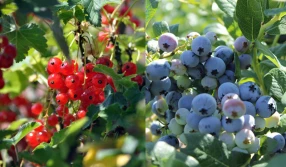 Porzeczka i borówka - ceny na rynkach hurtowych