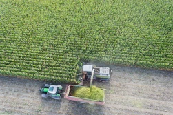 Odmiany kiszonkowe kukurydzy