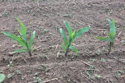 Jak wesprzeć wzrost i zmaksymalizować absorpcję fosforu?