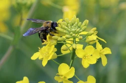 Właściciel pasieki ma prawo pytać o zabiegi chemiczne