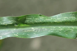 IOR: Liczne skoczki kukurydziane w Wielkopolsce