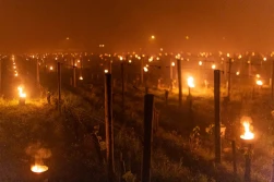 Mróz niszczy zawiązki owoców i warzywa na Zachodzie