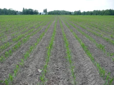 Reperkusje „Zimnej Zośki” w kukurydzy