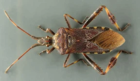 Wtyk amerykański - PIORiN rozwiewa wątpliwości