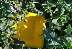 IOR: masywny nalot chowaczy