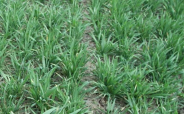 Jesienna walka z chwastami w zbożach ozimych