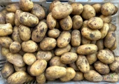 Sprzedam ziemniaki RYWIERA QUEEN ANNE wielkość 5+